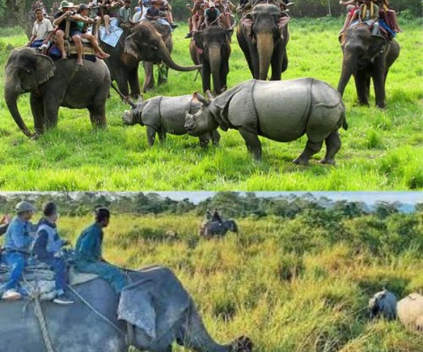 Elephant Safari