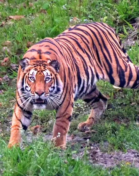 About Manas National Park