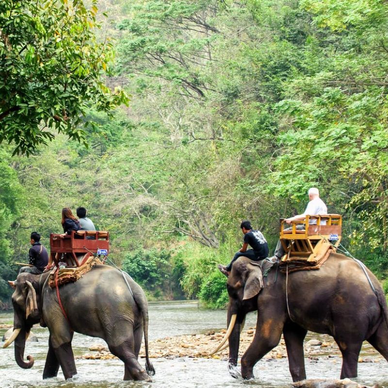 Manas Elephant Safari With Myna Eco Camp